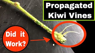 Propagating Kiwi Fruit Vines  It Works [upl. by Allsopp19]