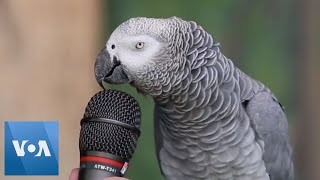 Talking Parrot  VOANews [upl. by Gregorio942]