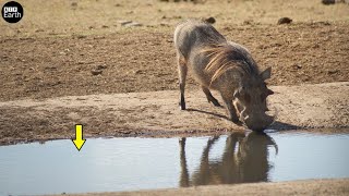 Crocodile Attack Warthog Drinking  Animal Fighting  ATP Earth [upl. by Halehs]