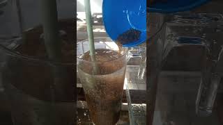 How to hatch tilapia eggs in fish farmingtilapia [upl. by Eirb]