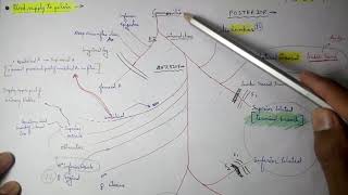 Abdominal Aorta  8 Internal iliac artery Branches  TCML [upl. by Ahsert]