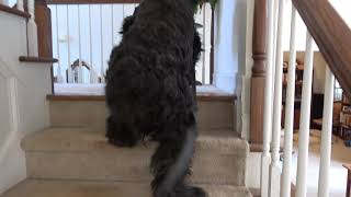 Giant Schnauzer 125 lbs just learned steps [upl. by Luckin]