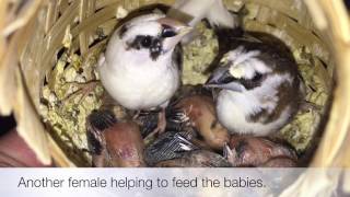 Society Finches Breeding  Crested Pied and Chocolate pair [upl. by Smart]