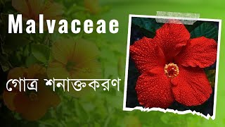 Malvaceae গোত্র শনাক্তকরণ।Full process practicalLevelHSChscএকাদশশ্রেণিintermidiatebiology [upl. by Seta]