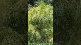 Pinus Patula Bonsai  Pine  পাইন গাছ  Comilla  Bangladesh trees garden shorts [upl. by Platus]