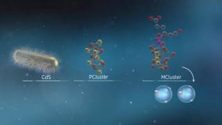 Animation of Biological and Photobiohybrid Processes for Reduction of N2 to Ammonia by Nitrogenase [upl. by Letsirk]