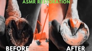 Farrier Hoof Restoration [upl. by Saffier]