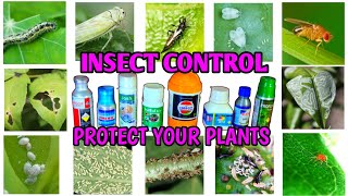 Insecticides Using Guide  How To Use Insecticides  How To Control Plant Diseases  IN HINDI [upl. by Medea]