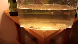 Copepod cyclops Culture [upl. by Tracie828]