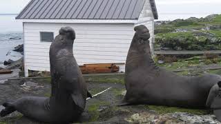 Elephant Seal Battle for the right to mate [upl. by Ydollem]