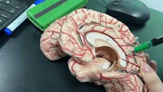 Sulci and gyri of the inferior and medial surfaces of the brain 🧠✌🏻 [upl. by Edak]