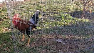 7 months old whitehackle stag 2 [upl. by Neeruan546]