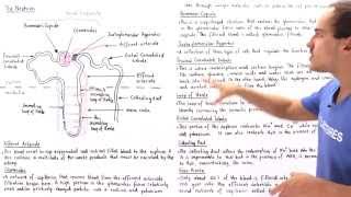 Structure of the Nephron [upl. by Michael]