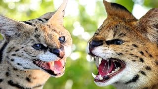 Savannah Cat vs Serval  Understanding The Differences [upl. by Annaoy]