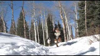 A Snow Day For Hannah The Bernese Mountain Dog [upl. by Hellman]