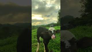 shortvideo nature sunset photography shorts [upl. by Malinde]