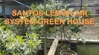 VEGETASI SANTOS LEMON AIR SYSTEM GREENHOUSE [upl. by Oralla]