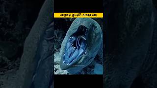 আল্লাহর কুদরতি ডাক্তার মাছ  Cleaner Fish banglafacts unknownfacts factsbangla shorts [upl. by Namyac896]