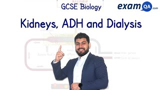 Kidneys ADH and Dialysis  GCSE Biology [upl. by Emlynn877]