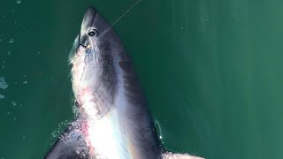 UK 🇬🇧 thresher shark fishing on small boat [upl. by Llien]