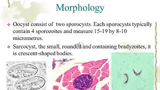 Sarcocystis species [upl. by Karlie]