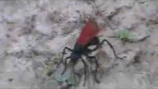 Tarantula Hawk II Spider Burial [upl. by Veleda458]