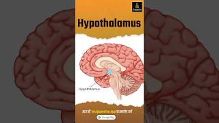 Hypothalamus  Anatomy  Structure  Function  preview hypothalamus anatomy testpaperlive [upl. by Emarie207]