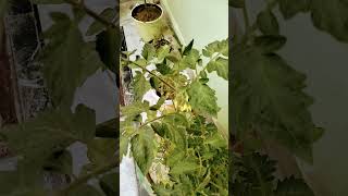 😀Green chilli plant flowers for the first timetrending shorts plants reyanshseeratfunnyshorts [upl. by Tedric]