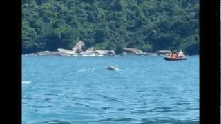 Golfinhos em Paraty  Grupo de golfinhos no mar de Trindade [upl. by Notfol]