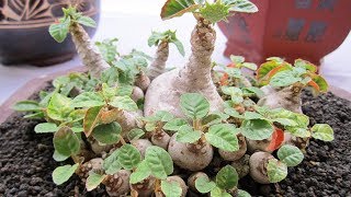 How to care Dorstenia Foetida  Exotic bonsai caudex  rare succulent plant [upl. by Anahtor249]