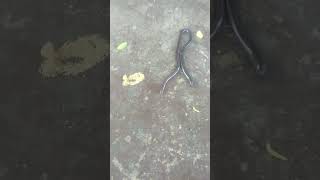 Brahminy blind snake [upl. by Aihtnic]