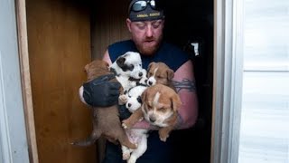 Animal Rescue Team Rescues Hundreds [upl. by Janiuszck]