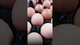 अंडे खाने के नुकसान EGG SIDE EFFECTS  Shuddhi  ACHARAY MANISH JI  AYURVEDA [upl. by Bower]