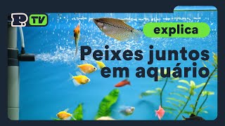 Peixes juntos em aquário [upl. by Lynnea123]