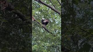 Whyis This Turkey perched in a Tree Watch Flap Its  wings [upl. by Harold]