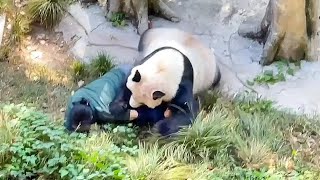 Panda danger incident attack On Zoo keeper  MediaFxOfficial [upl. by Nayra669]