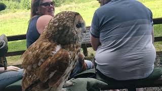 Turbary Woods Owl amp Bird of Prey Sanctuary  Small Brown Owl Close Contact  Preston  June 2021 [upl. by Anoif548]