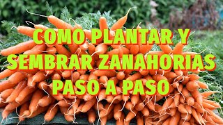 🥕 COMO PLANTAR Y SEMBRAR ZANAHORIAS PASO A PASO 🥕 huerta zanahoria [upl. by Herrle]