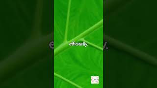 EXPERT Reveals Secret Power of Chlorophyll in Green Leafy Vegetables [upl. by Aneeram]