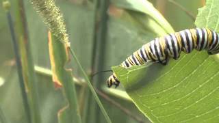 Milkweed and its Insects [upl. by Marve]