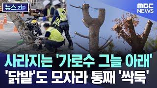 사라지는 가로수 그늘 아래 닭발도 모자라 통째 싹둑 뉴스zipMBC뉴스 [upl. by Emorej533]