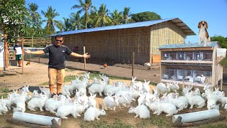 RABBIT FARMING│The modern method of breeding amp raising rabbits on ground [upl. by Durante]