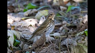 Olive backed pipit [upl. by Fawcett]