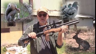 Airgun Pest Control with a Compact Folding Stock Rifle [upl. by Aramas652]