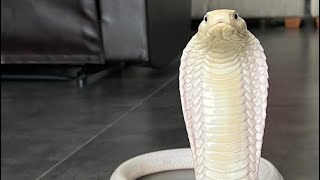 KING COBRA LEUCISTIC FROM INDONESIA [upl. by Aday]