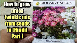 How to grow phlox twinkle mix from seeds Part 1 in HINDI [upl. by Almeeta]