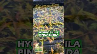 Hygrophila Pinnatifida BY THE STEM Aquarium Plant For Sale [upl. by Nivlac423]