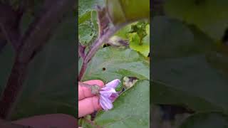 Eggplant Update eggplant tomatoes intercropping [upl. by Perceval495]