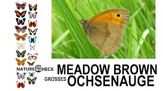 Großes Ochsenauge  Meadow Brown [upl. by Rico176]