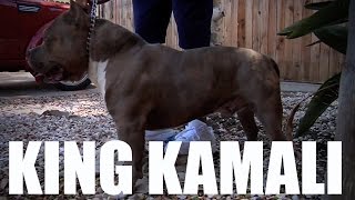 LEGENDARY AMERICAN BULLY KENNEL  PRATTS PITS [upl. by Lloyd783]